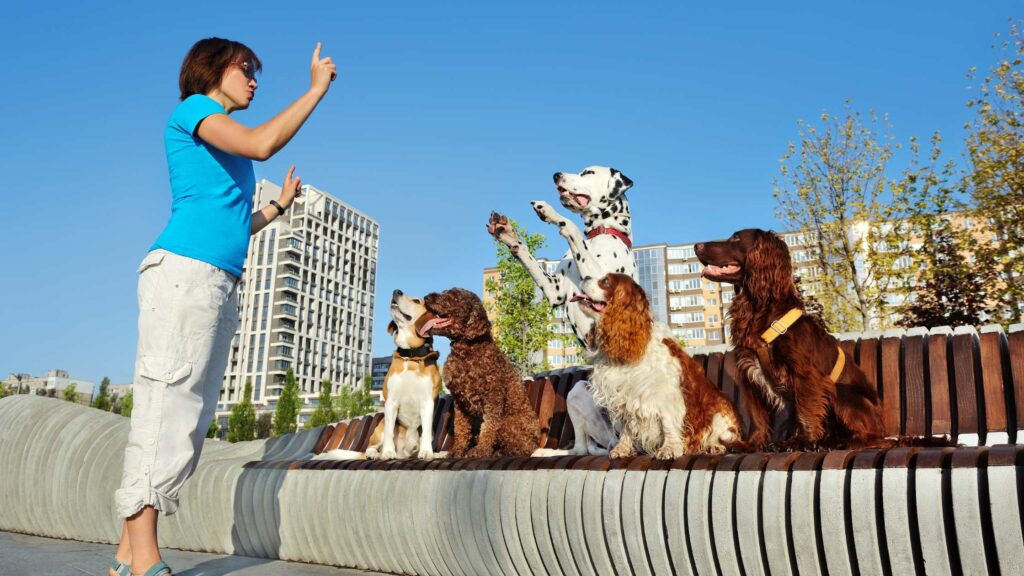 How To Train Your Dog To Pee On A Pad